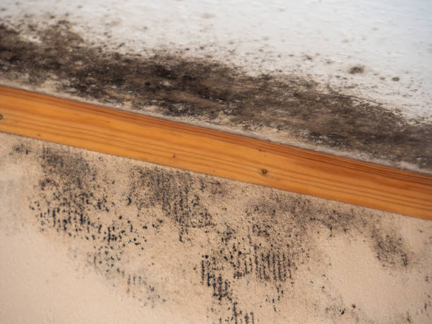Best Post-Construction Mold Inspection  in Greenville, AL
