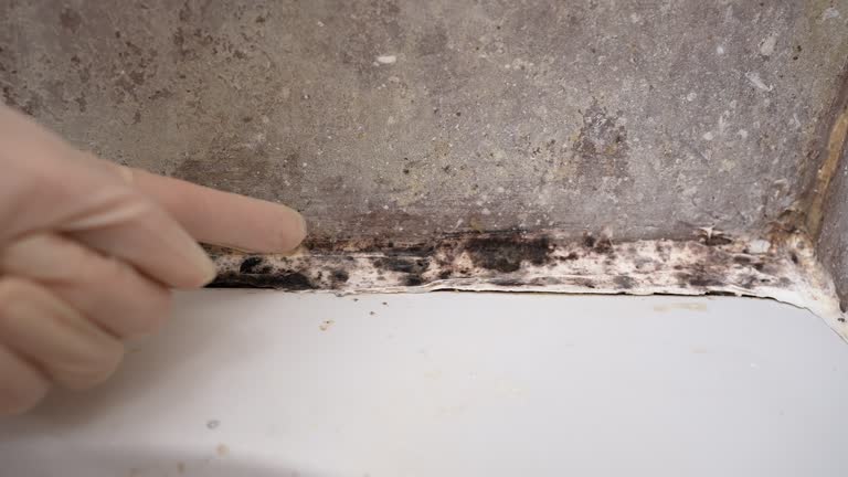 Mold Odor Removal Services in Greenville, AL